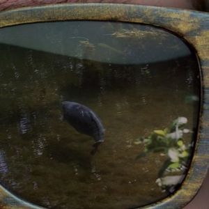 occhiali polarizzati per la pesca