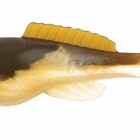 ARKANSAS SHINER