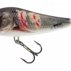 WOUNDED DACE