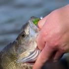 FOX RAGE MICRO JIG HEADS