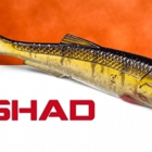 RT SHAD 3,5"