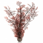 sea fan crimson L