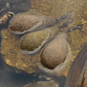 KORDA TEXTURED DISTANCE CASTING SWIVEL